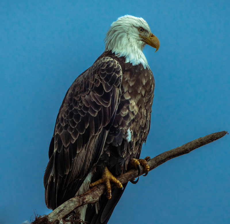  Exploring the Vibrant Birdlife at Kadamakudy Islands