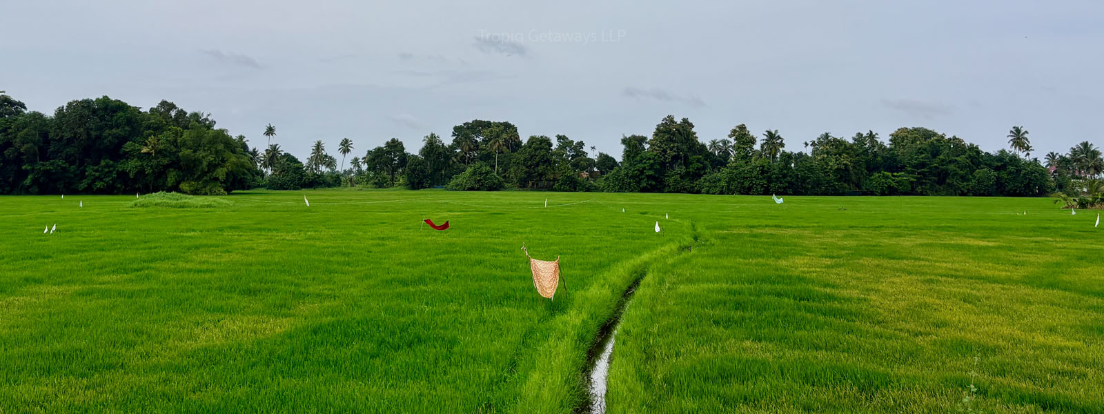 Alleppey