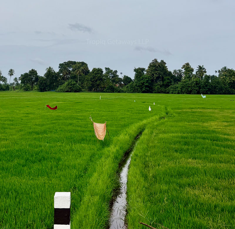 Alleppey